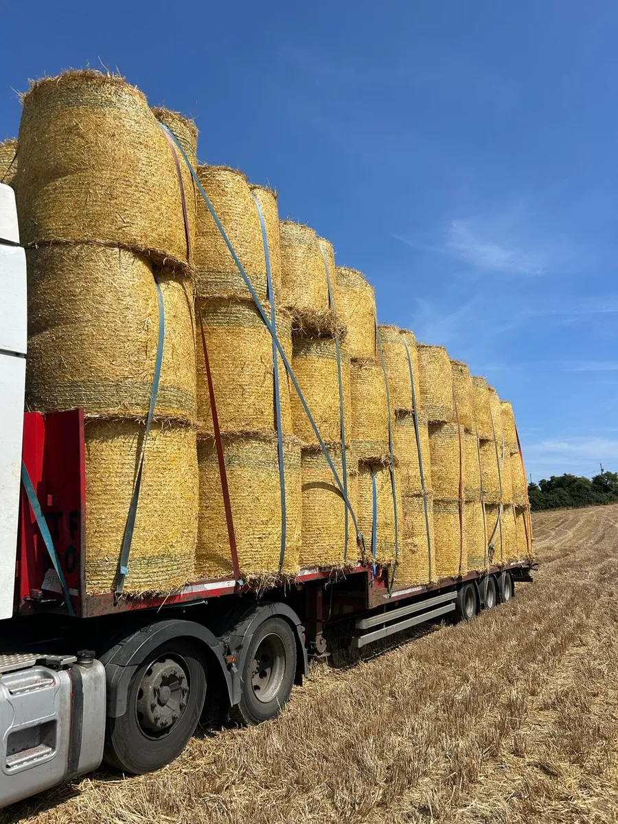 Round bales of barley straw - Image 1