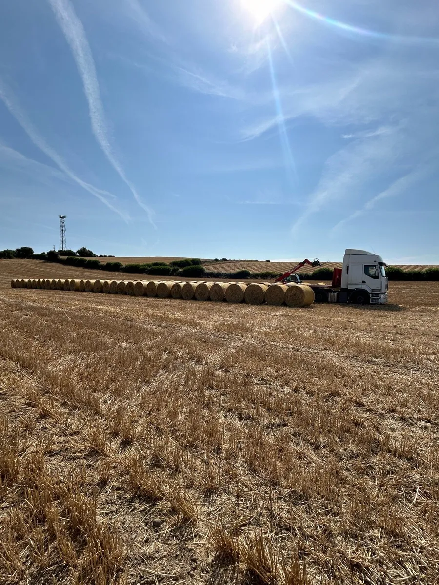 Round bales of barley straw - Image 4
