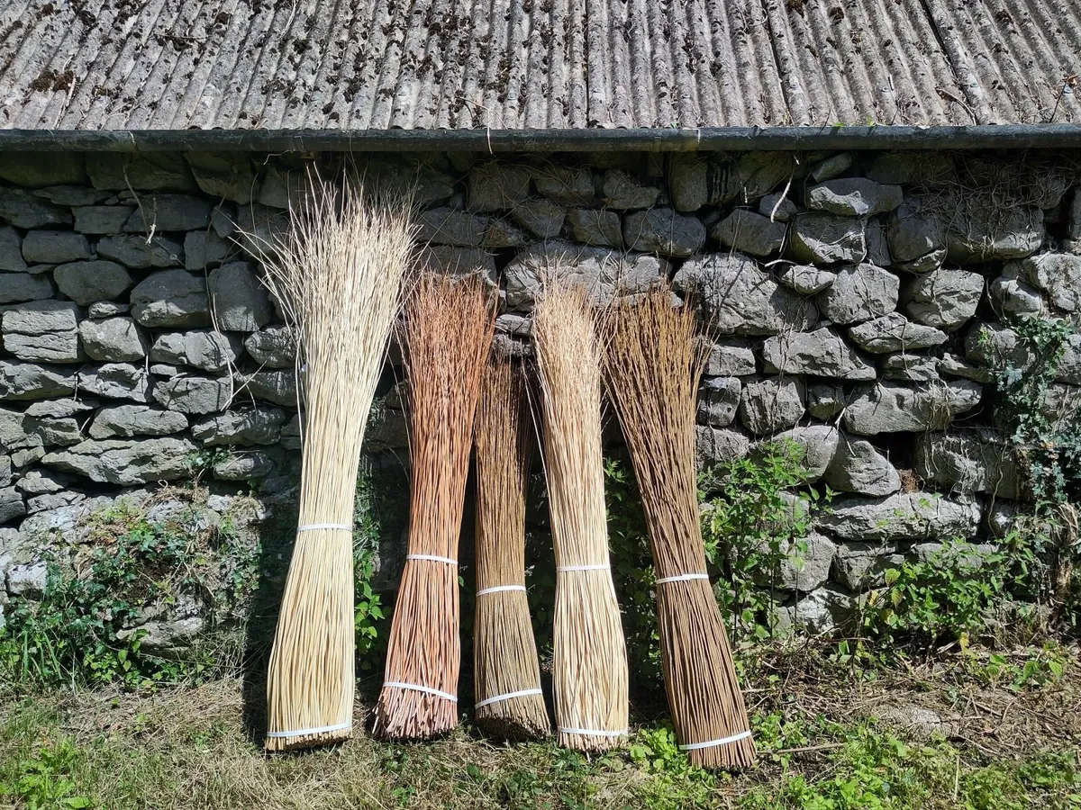 Dried basketry willow for sale - Image 2