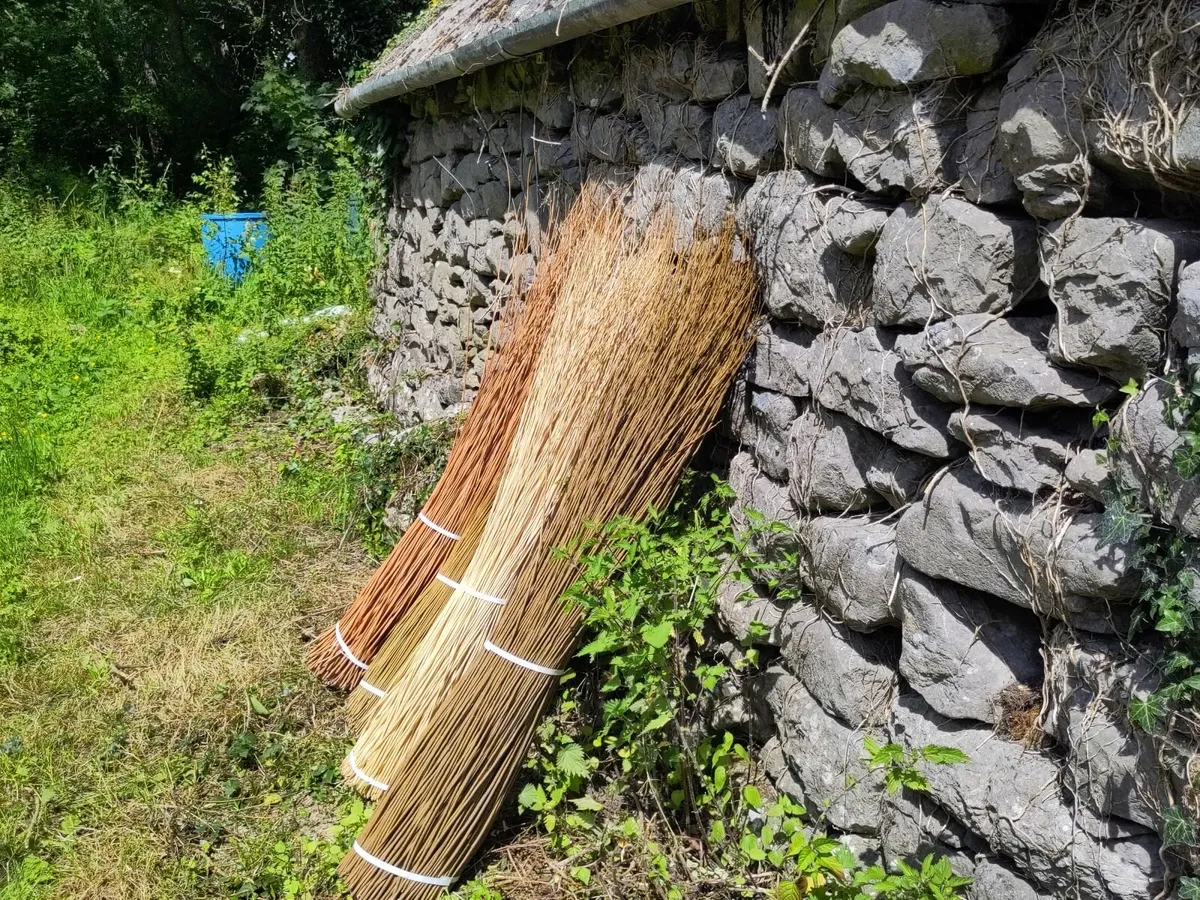 Dried basketry willow for sale - Image 4