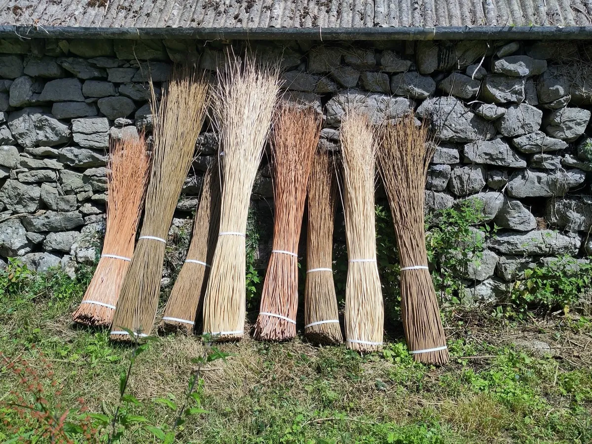 Dried basketry willow for sale - Image 1