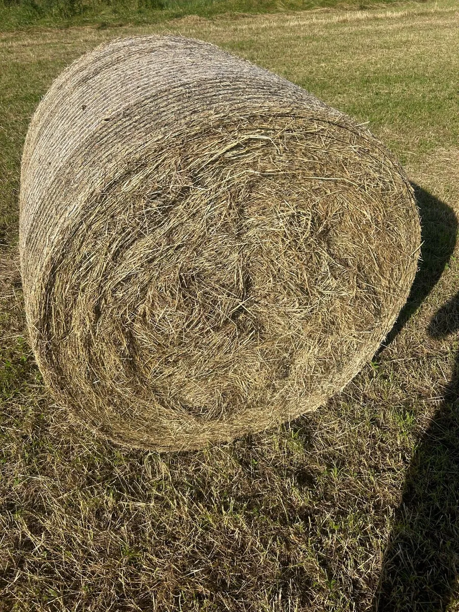 Quality Hay - Image 1