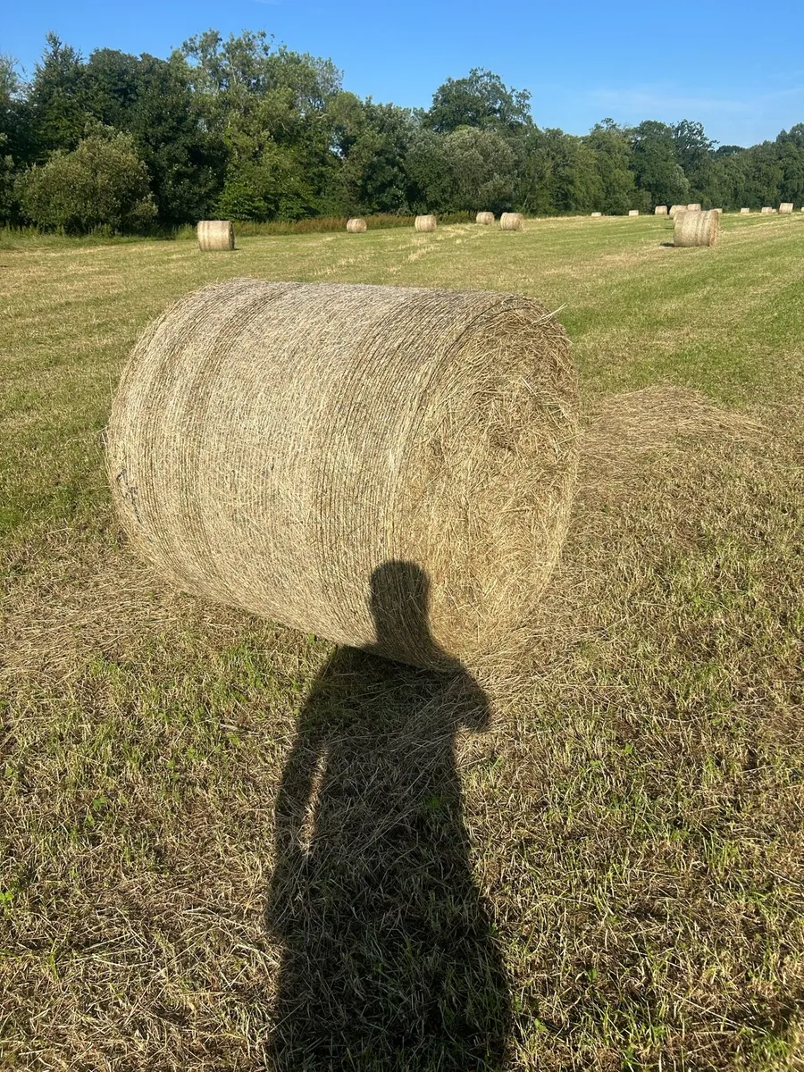 Quality Hay - Image 2