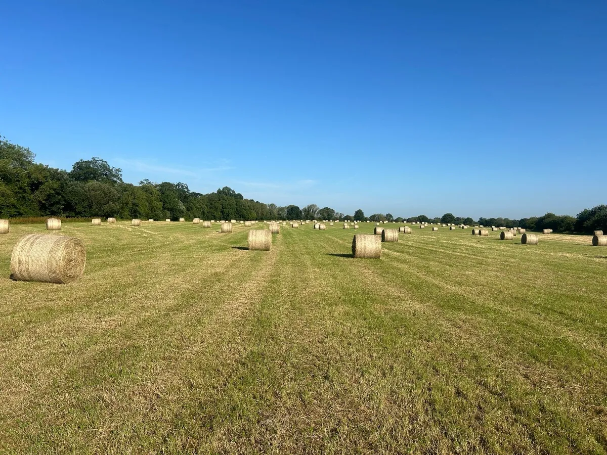 Quality Hay - Image 3