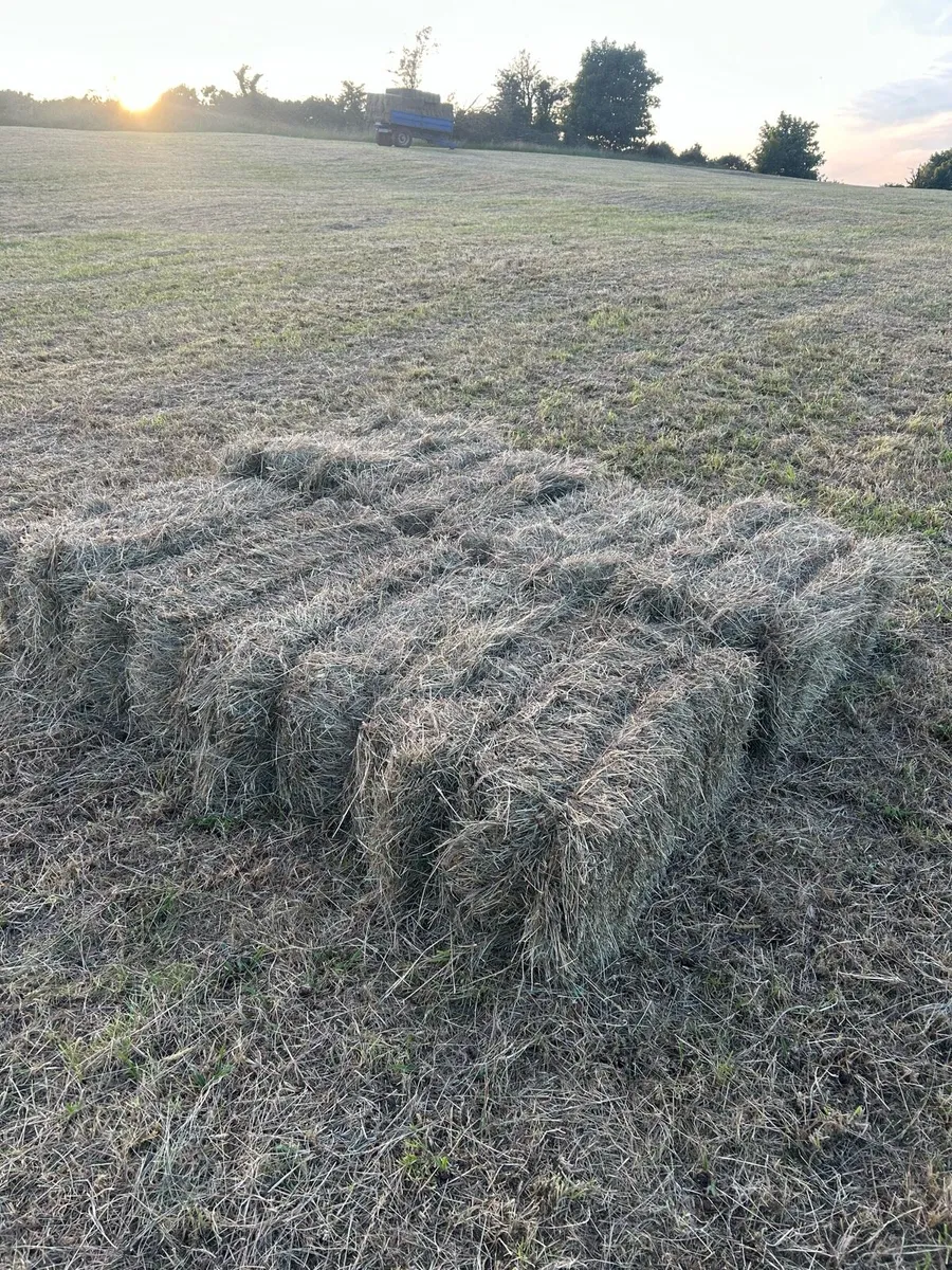 Square Bales of Hay