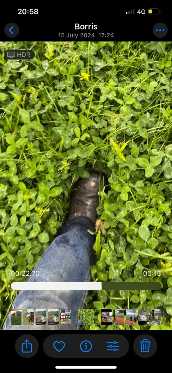 Hay and red clover silage - Image 1