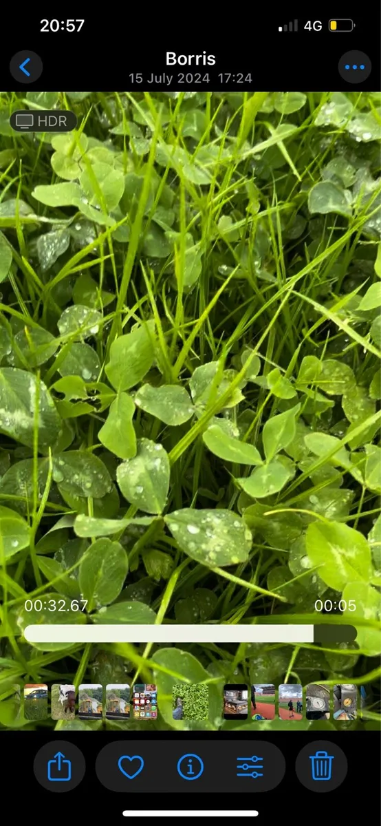 Hay and red clover silage - Image 2