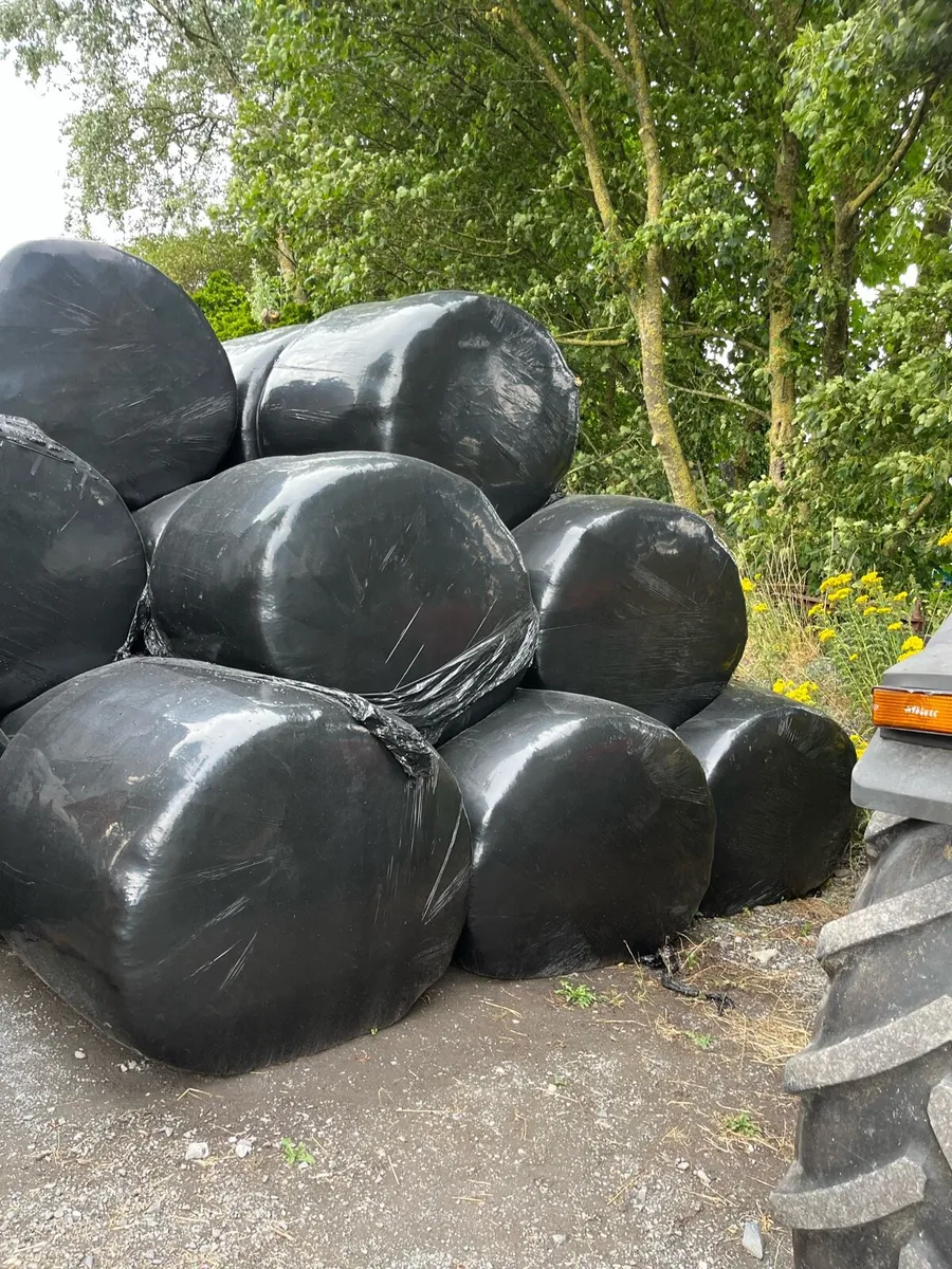 Hay and red clover silage - Image 3