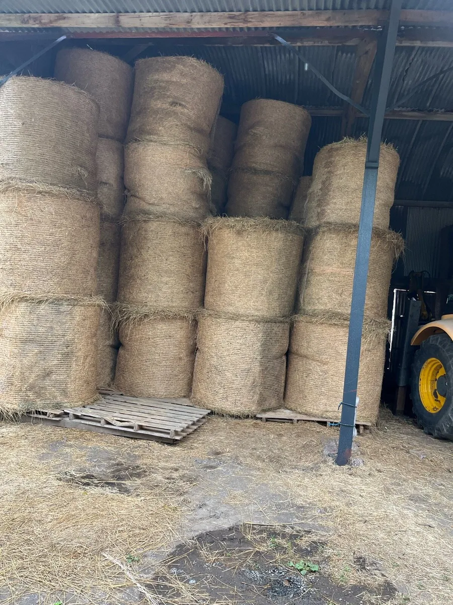 Hay and red clover silage - Image 4
