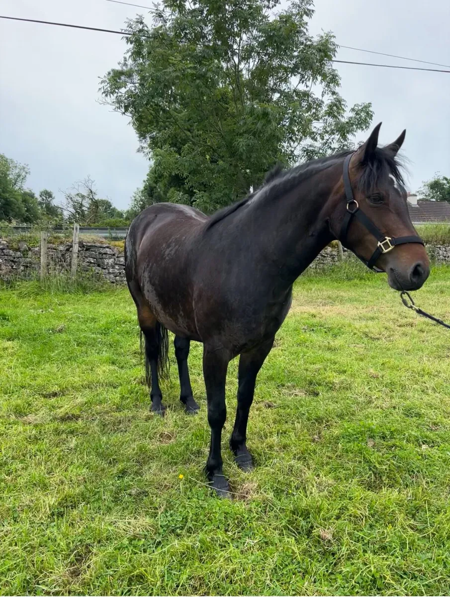 Eye-catching Connemara pony for sale. - Image 2