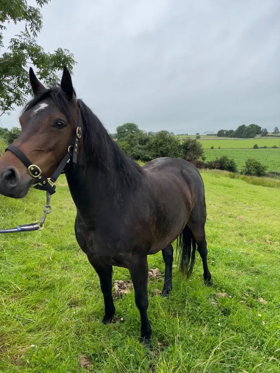 Eye-catching Connemara pony for sale. - Image 1