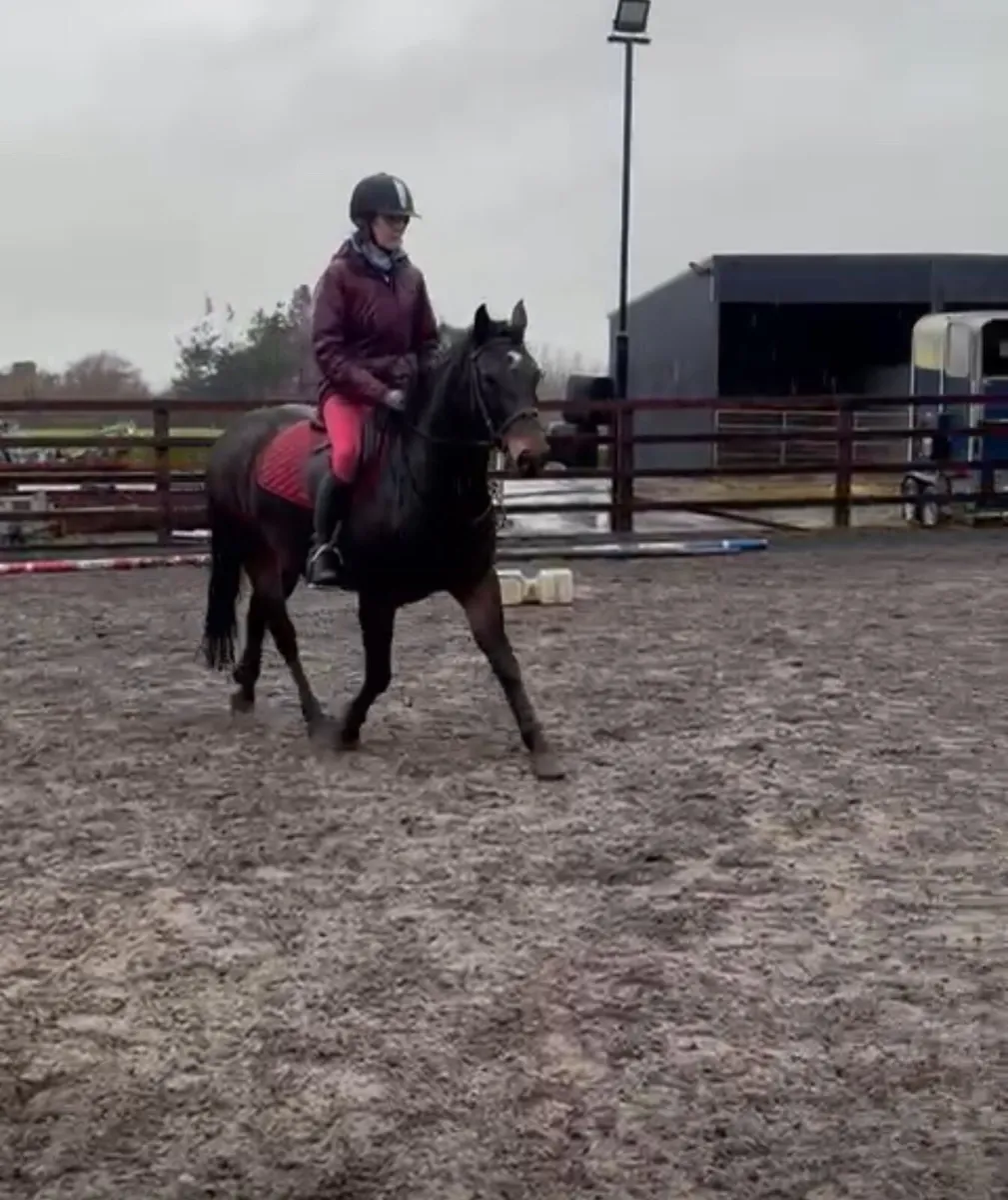 Eye-catching Connemara pony for sale. - Image 3