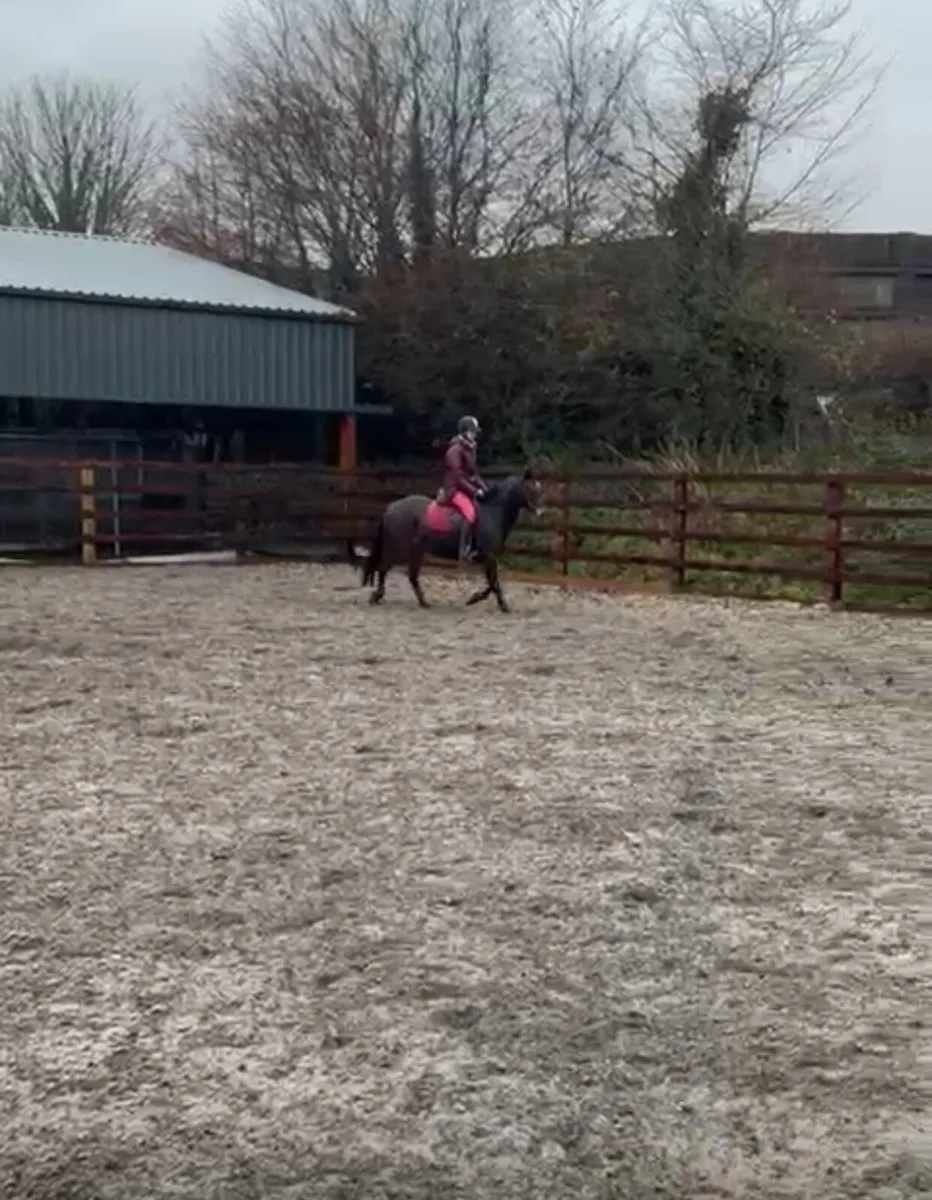 Eye-catching Connemara pony for sale. - Image 4