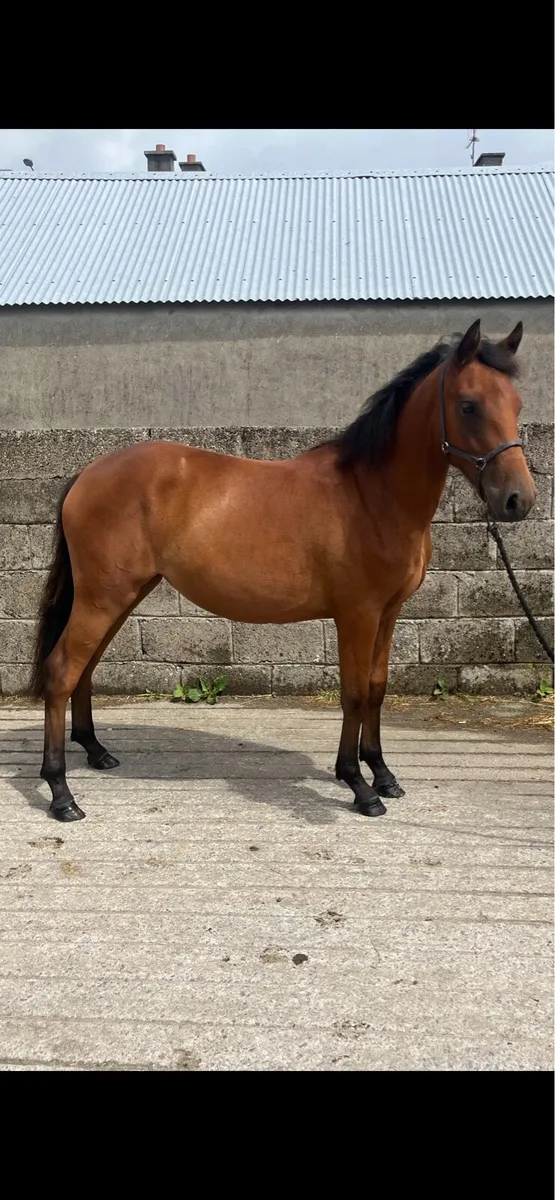 Connie X  2yo - Image 1