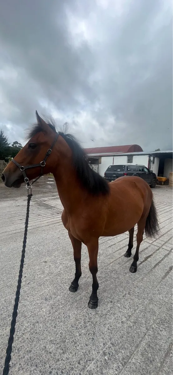 Connie X  2yo - Image 4