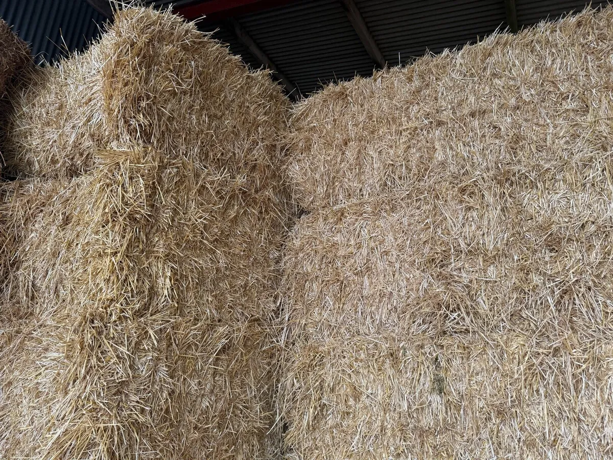 Barley, wheat and oat straw - Image 3