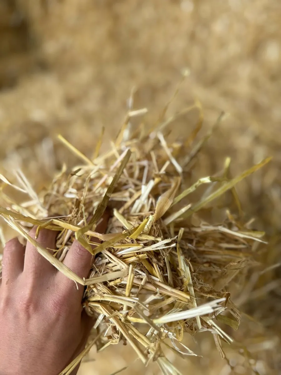 Barley, wheat and oat straw - Image 4