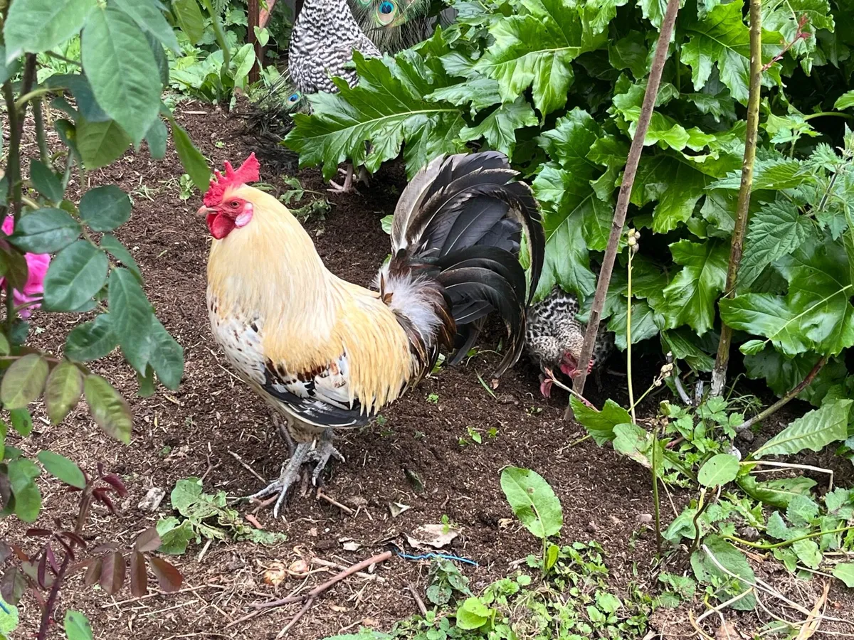 Fertile Eggs::Lemon Pencilled Friesian, Rare - Image 3