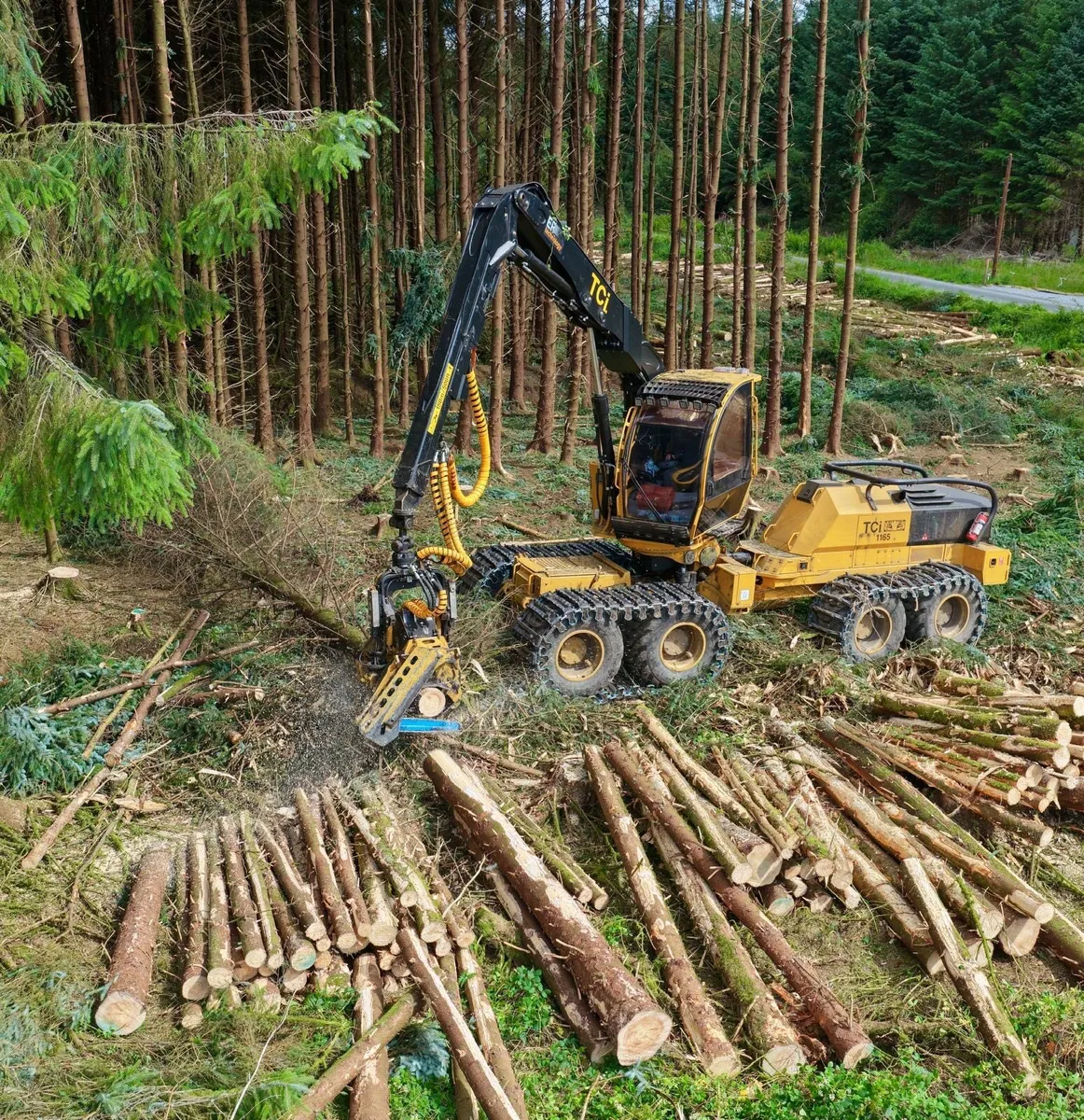 Forestry Wanted Thinning / Clearfell - Image 1