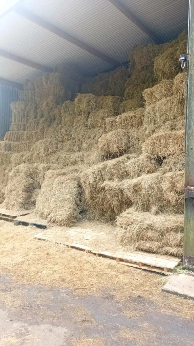 Hay For Sale Small Squares - Image 1