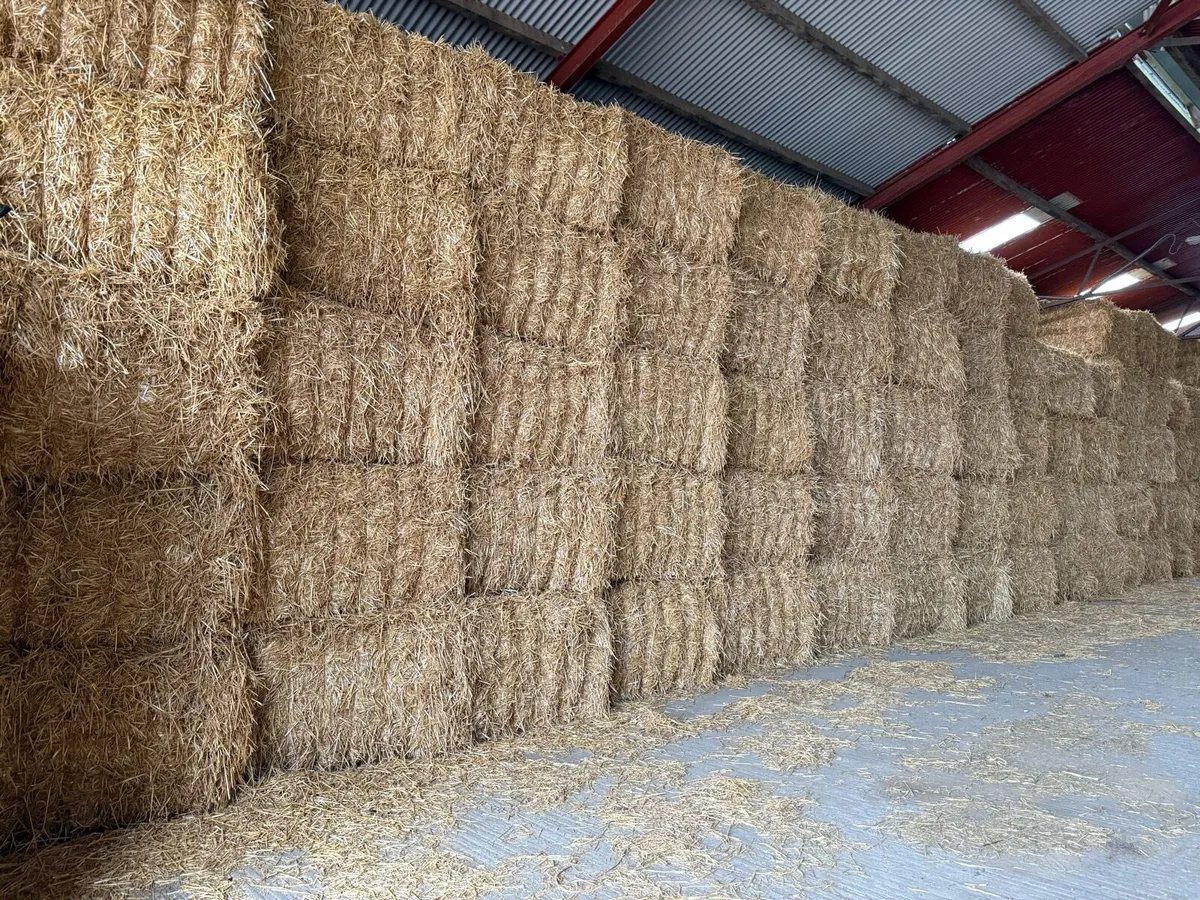 Barley, wheat and oat straw - Image 1