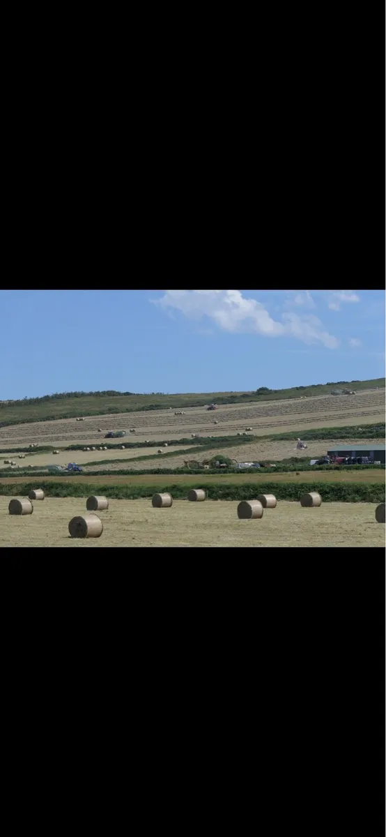 Hay for sale - Image 3