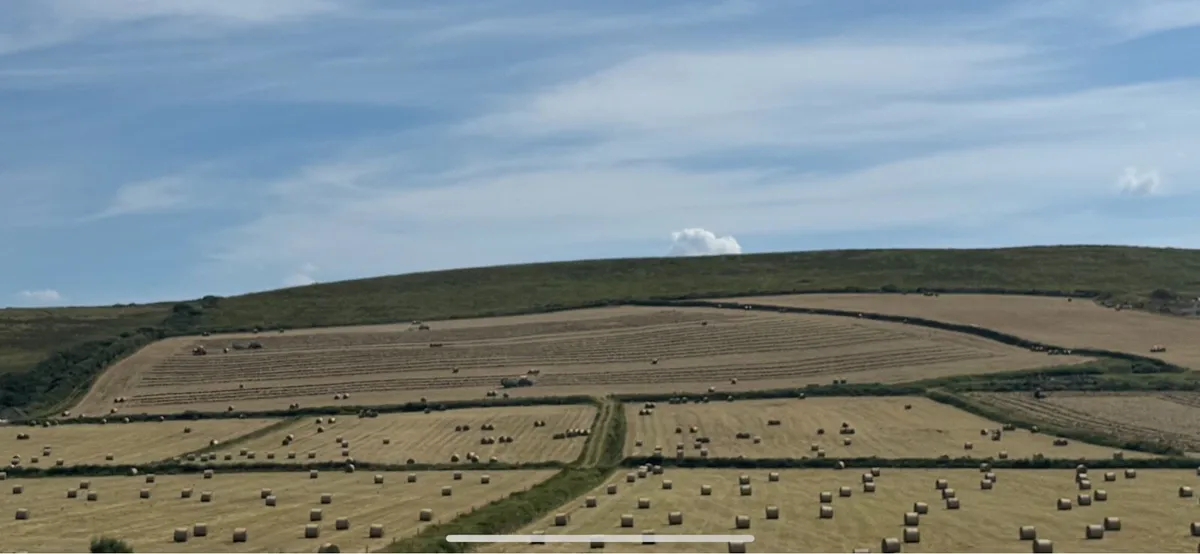 Hay for sale - Image 4