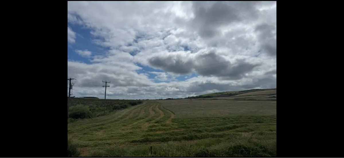 Hay for sale - Image 2