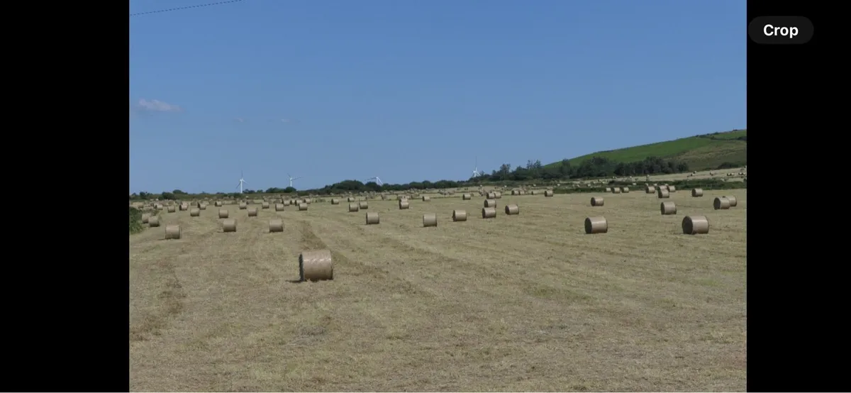 Hay for sale - Image 1
