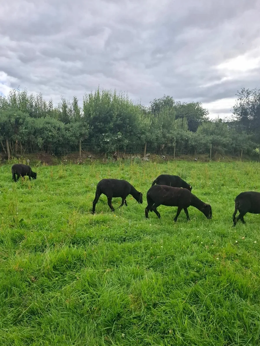 Rare breedSheep(Torddu Badger,Black Welsh,Shetland - Image 1
