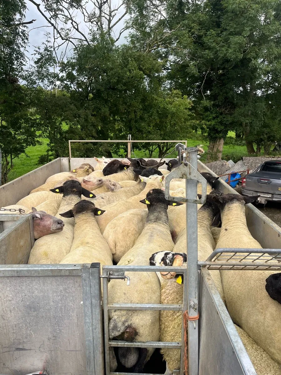 Mobile sheep dipping - Image 2