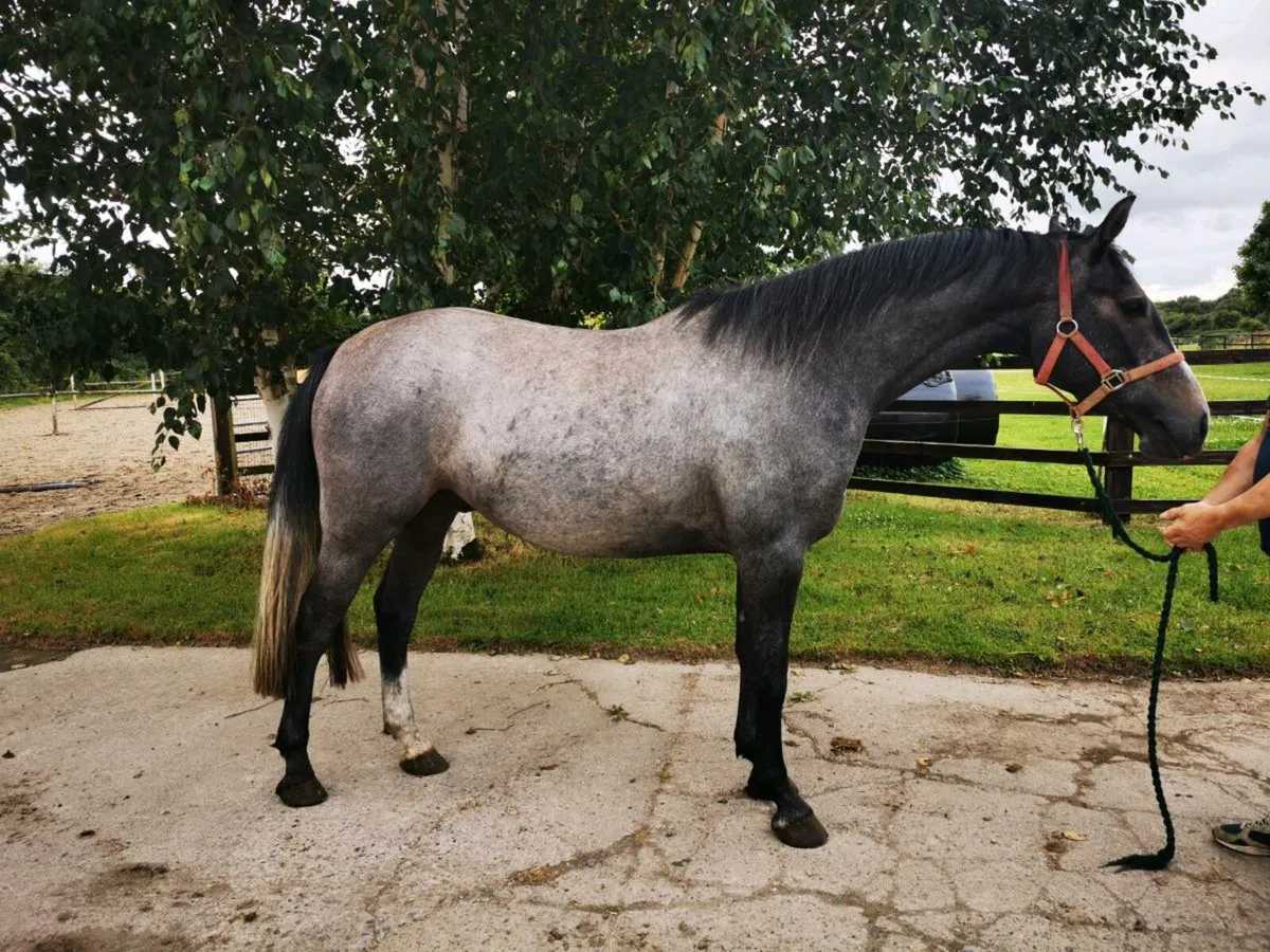 stunning 3yr old gelding - Image 1