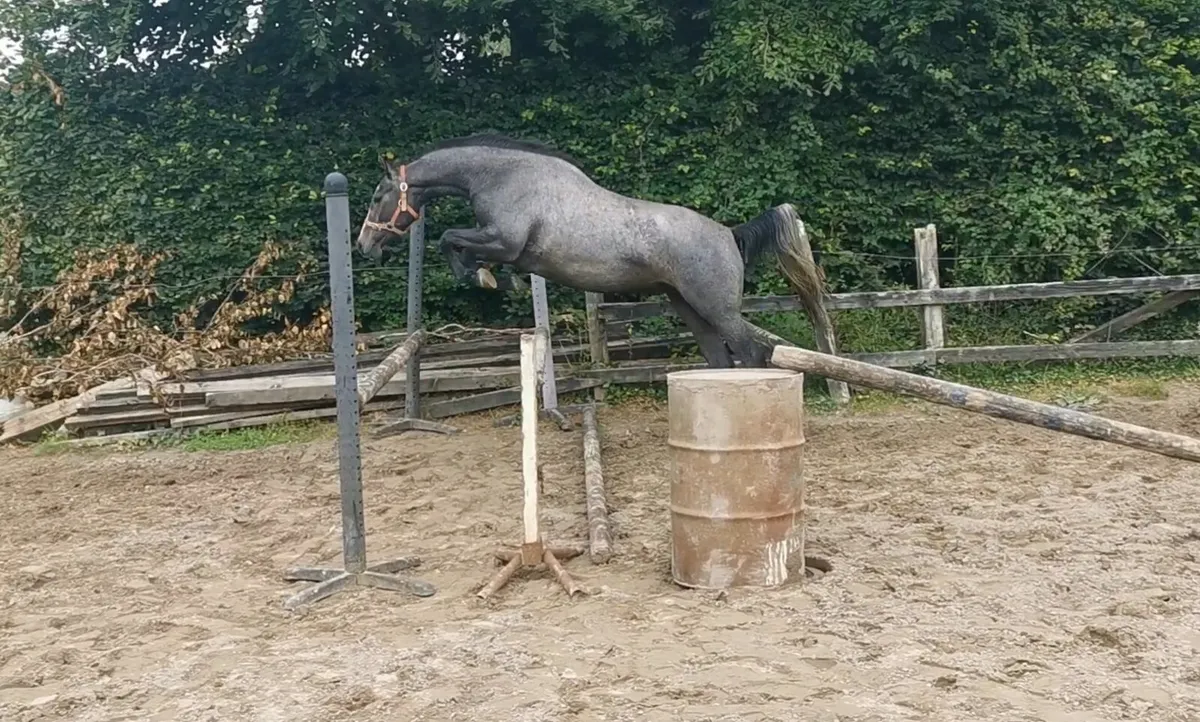 stunning 3yr old gelding - Image 4