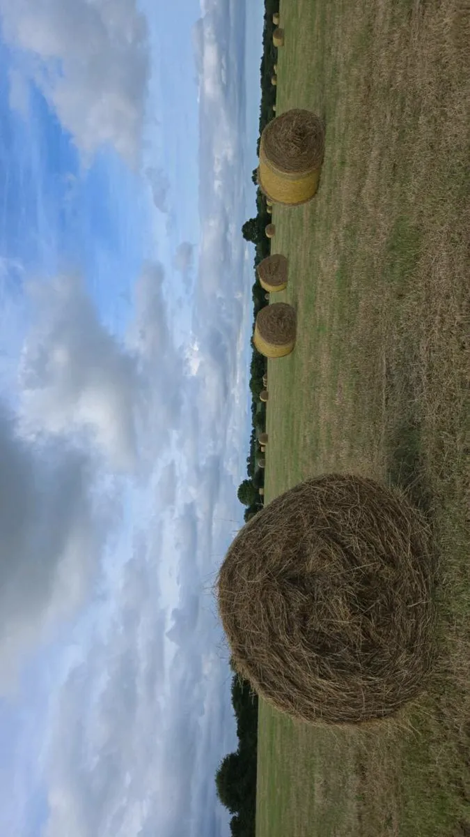 Hay - Image 2