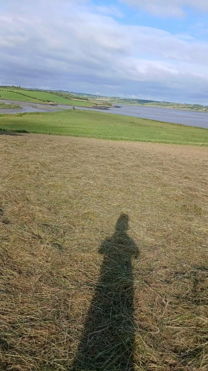 Small square bales of hay - Image 4