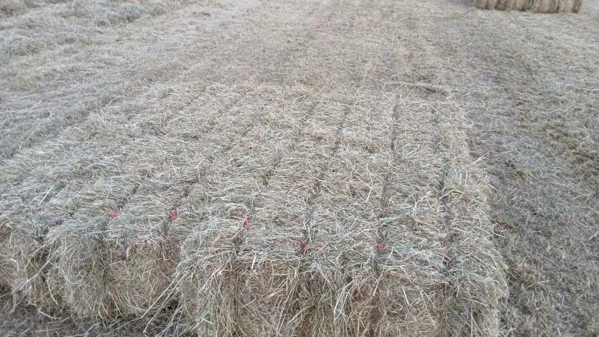 Small square bales of hay - Image 1