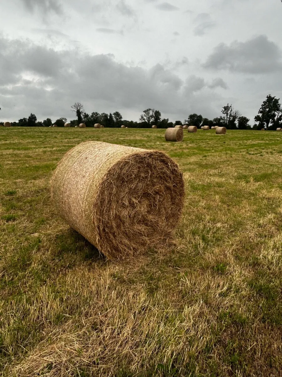 Hay - Image 3
