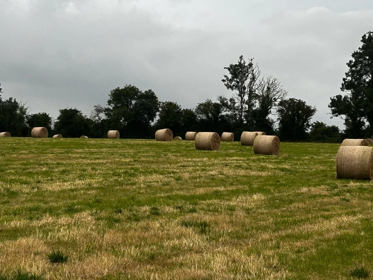 Hay - Image 4