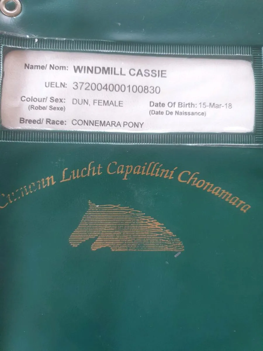 Connemara mare in foal - Image 3