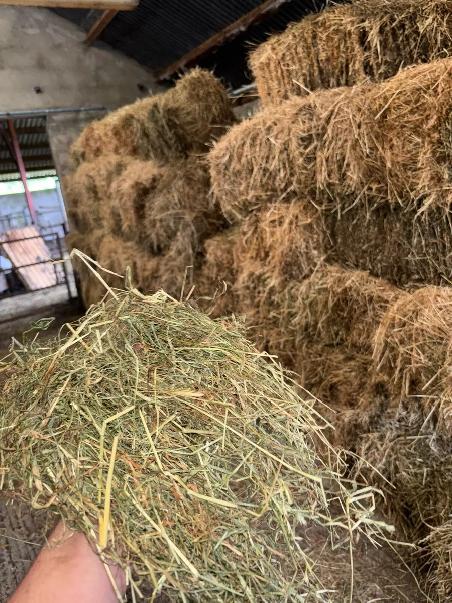 Hay - Image 2
