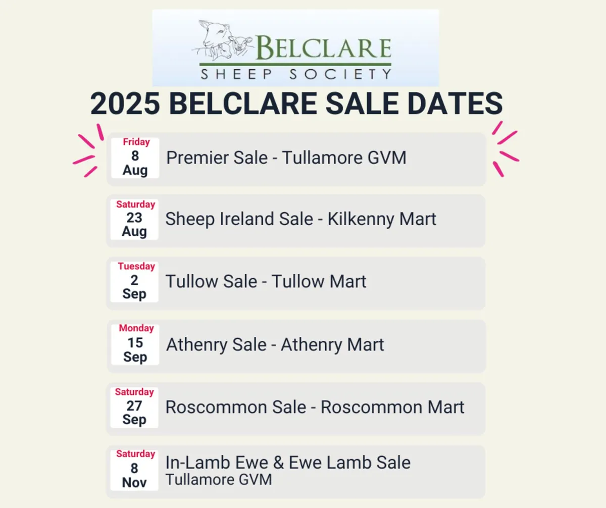 💥 Belclare Sheep Society Sales💥 Ram Hogget