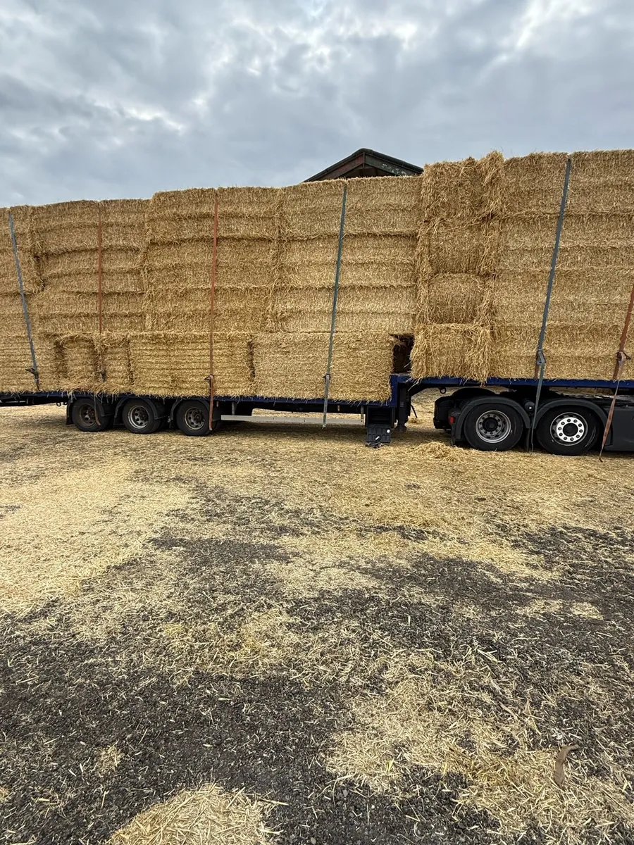 Chopped English barley straw available - Image 2