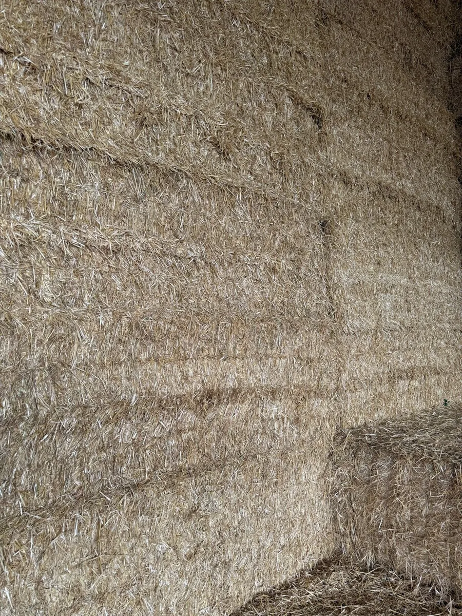 8x4x3s of Irish barley straw - Image 2