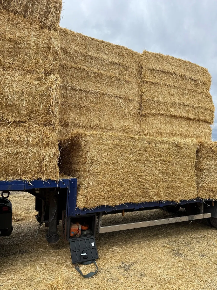 8x4x3s of Irish barley straw - Image 3