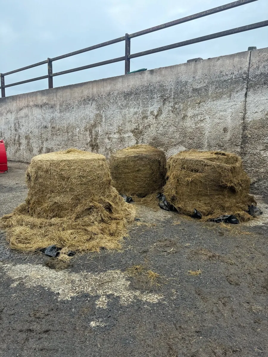 Round Bale Silage - Image 1