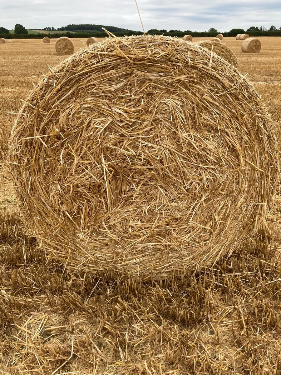 Winter Wheat Straw - Image 1