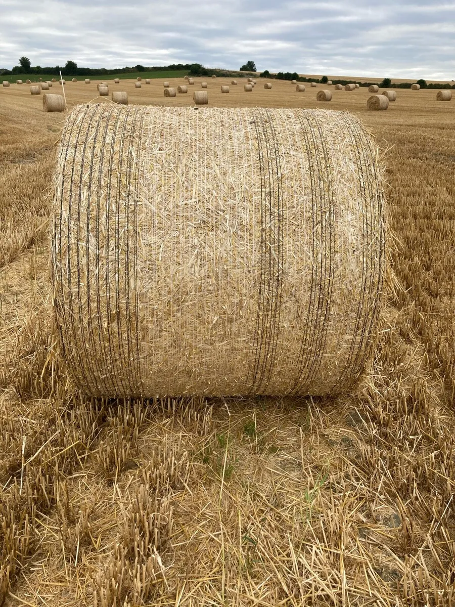 Winter Wheat Straw - Image 2