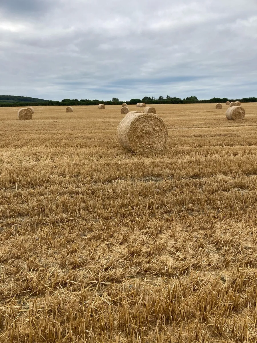 Winter Wheat Straw - Image 3