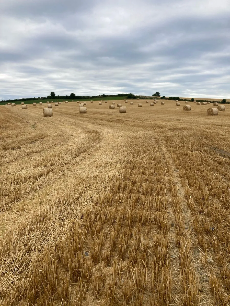 Winter Wheat Straw - Image 4