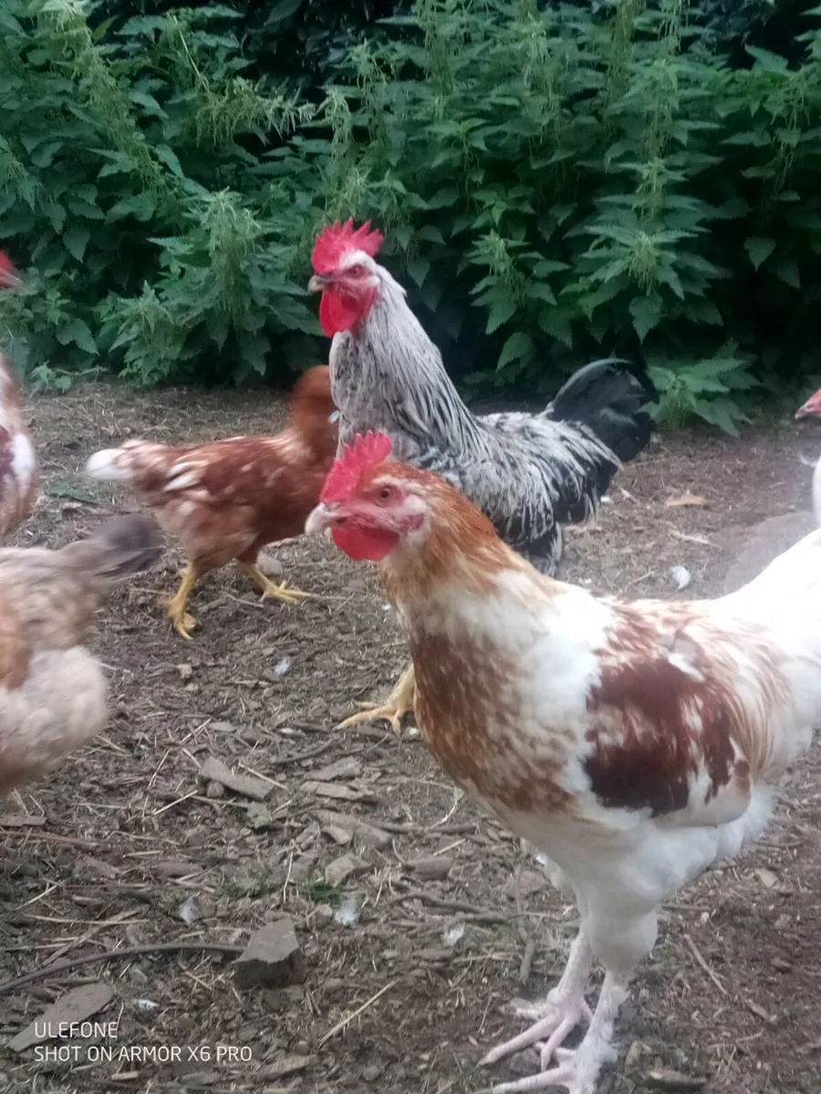 Drake's and Roosters. - Image 2